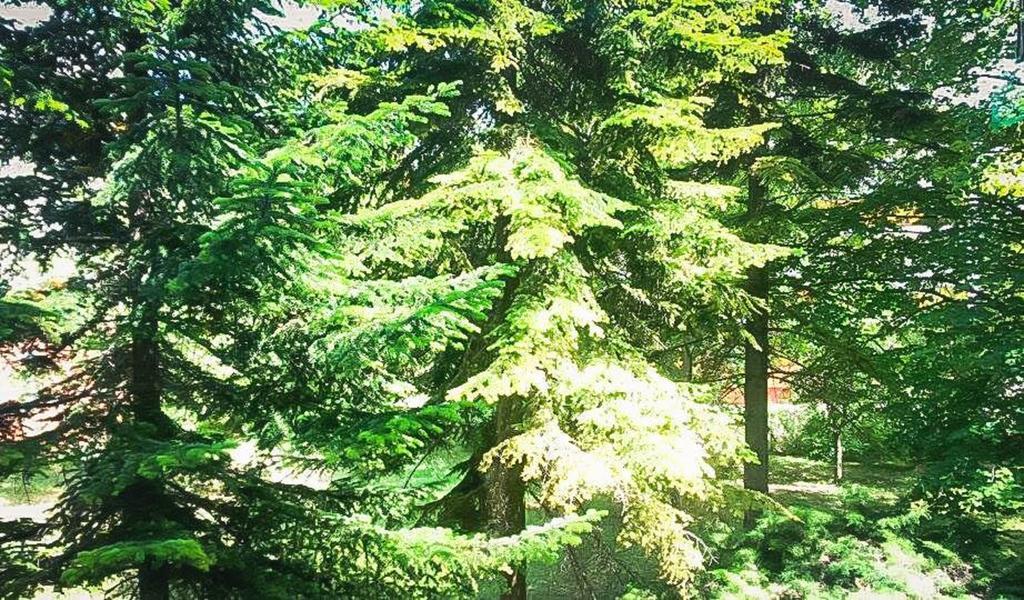 Appartamento Lili apartman Balatonfüred Esterno foto